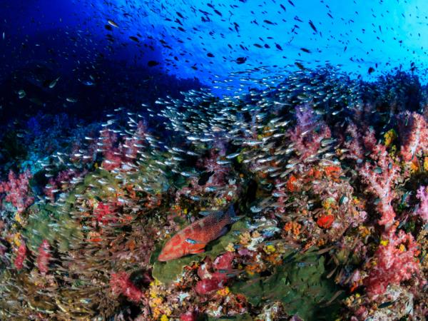 Komodo and Flores adventure vacation in Indonesia