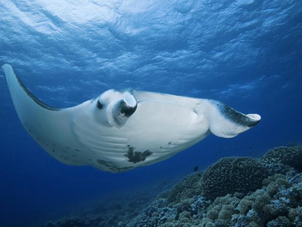 Snorkel Raja Ampat and Java tour, Indonesia