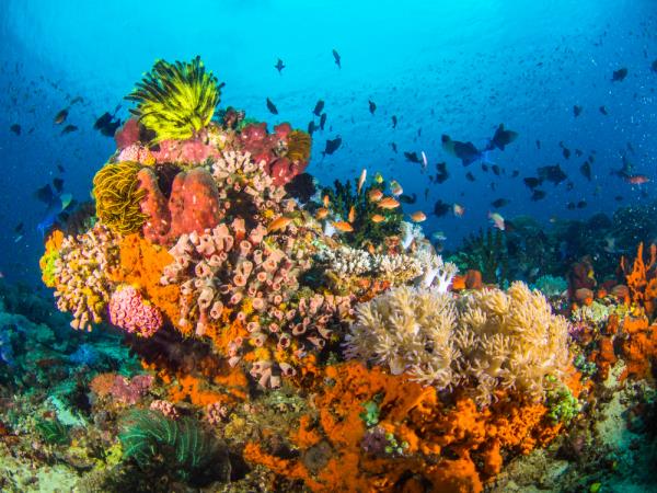 Snorkel Raja Ampat and Java tour, Indonesia