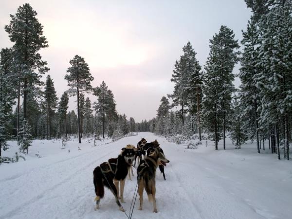 Lapland vacation, husky safari & log cottage