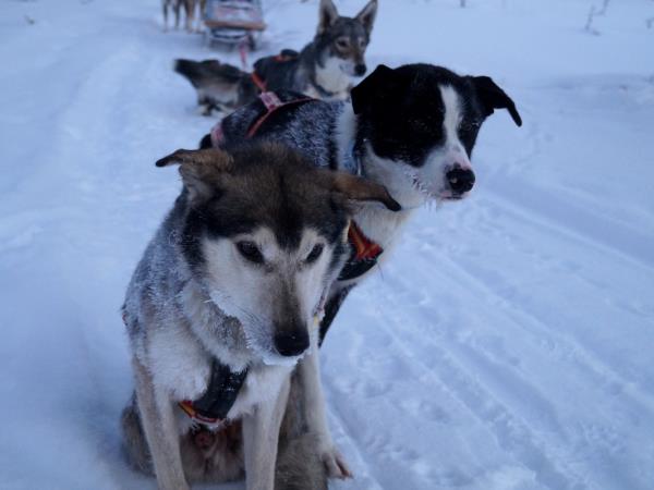 Lapland vacation, husky safari & log cottage