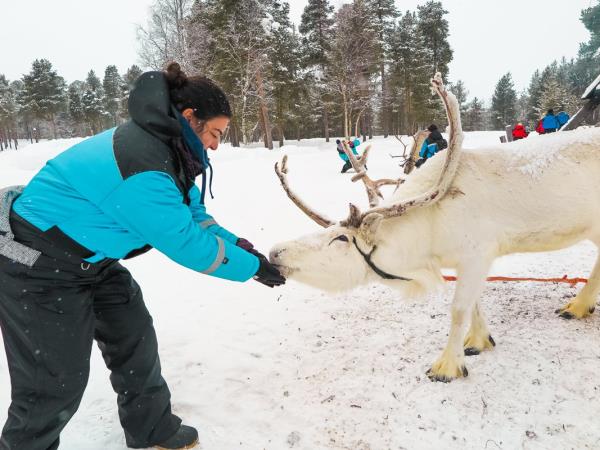 Lapland vacation, husky safari & log cottage