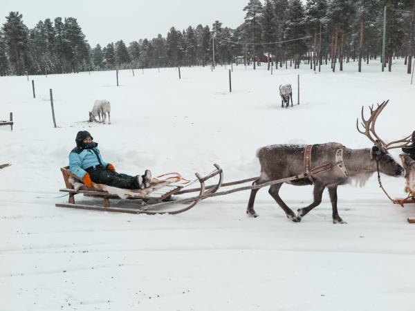 Lapland vacation, husky safari & log cottage
