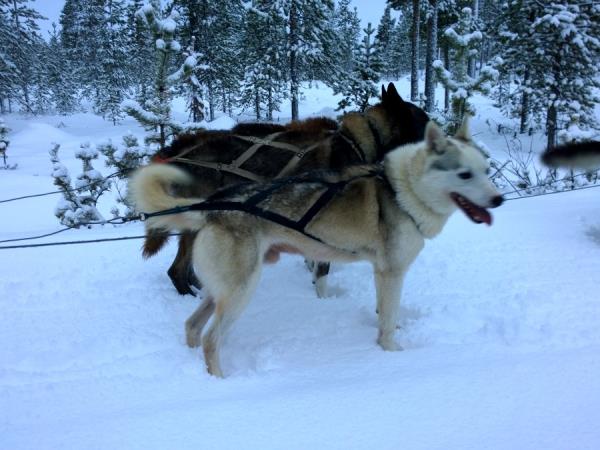 Lapland vacation, husky safari & log cottage