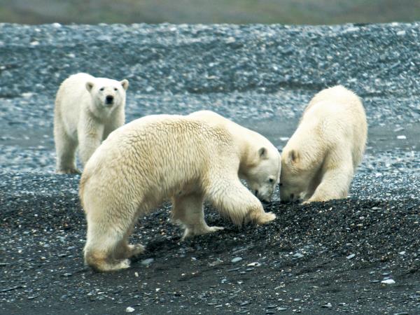 Wrangel and Herald Islands expedition cruise