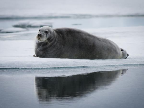 Wrangel and Herald Islands expedition cruise