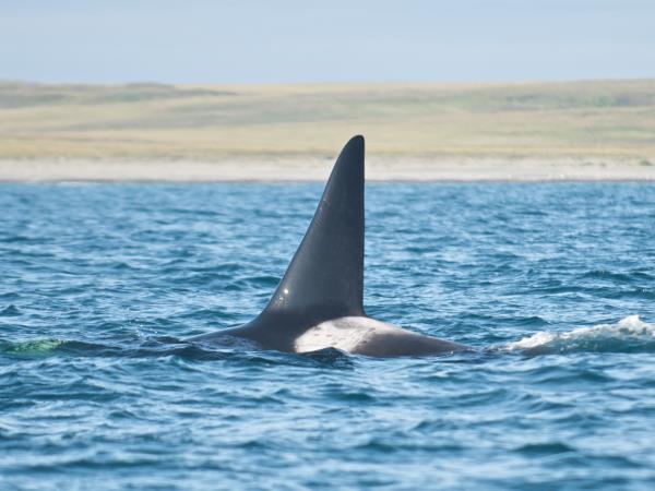 Wrangel and Herald Islands expedition cruise