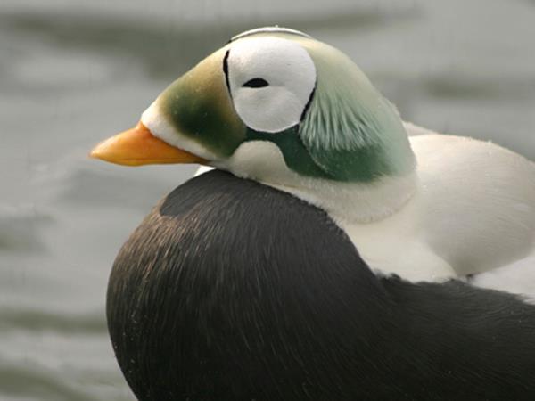 Wrangel and Herald Islands expedition cruise