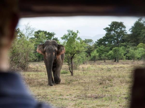 Elephant & wildlife conservation volunteering in Sri Lanka
