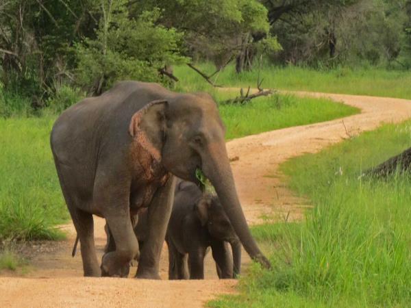 Elephant & wildlife conservation volunteering in Sri Lanka