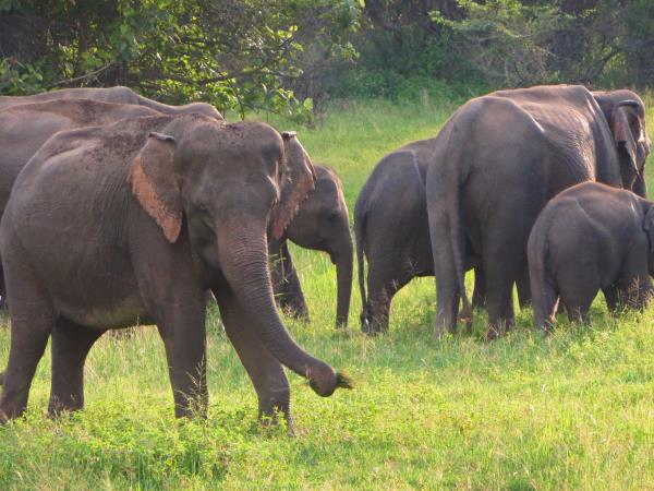 Elephant & wildlife conservation volunteering in Sri Lanka