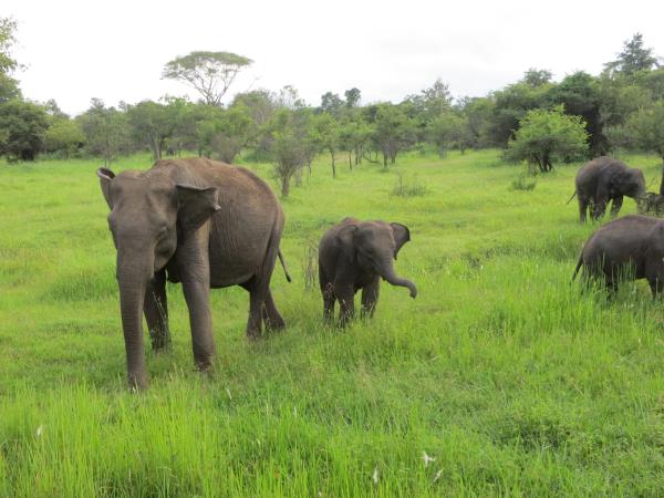 Elephant & wildlife conservation volunteering in Sri Lanka