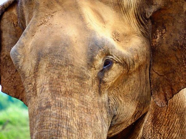 Elephant & wildlife conservation volunteering in Sri Lanka