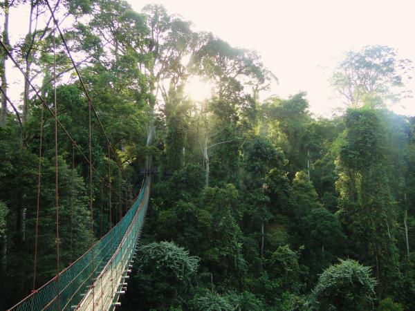 Kuala Lumpur and Sabah wildlife tour