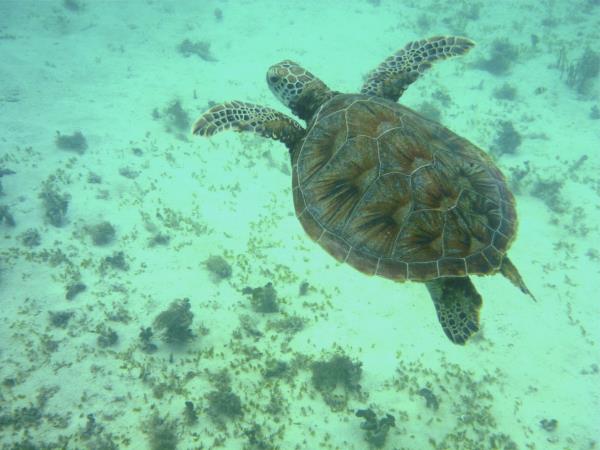 Borneo tailor made tour