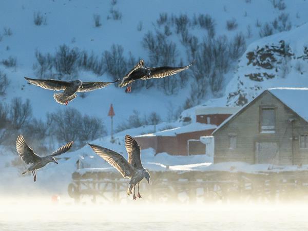 Arctic Norway photography vacation