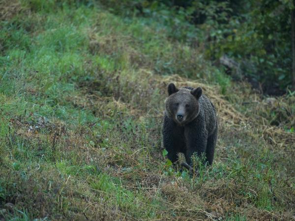 Romania wildlife holiday stay in wildlife hides