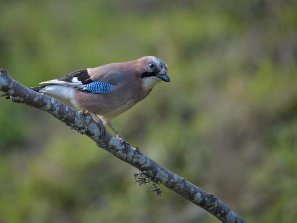 Romania wildlife holiday stay in wildlife hides