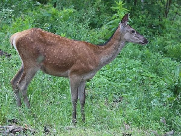 Romania wildlife holiday stay in wildlife hides