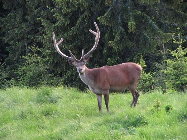 Romania wildlife holiday stay in wildlife hides