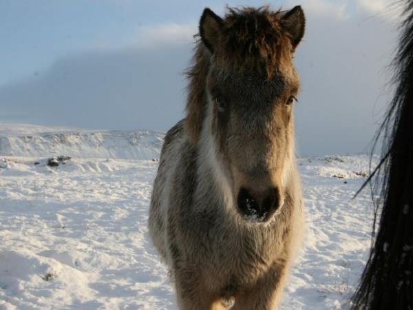 Iceland horse riding vacation