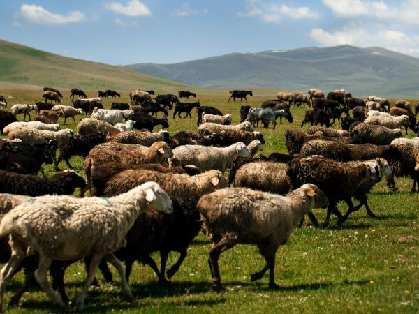 Kyrgyzstan vacation, small group