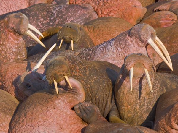 Wrangel and Herald Islands expedition cruise