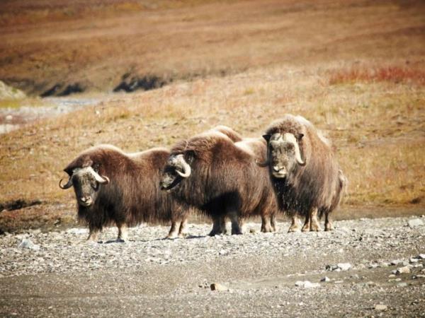 Wrangel and Herald Islands expedition cruise