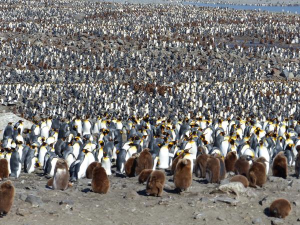 Antarctica small ship cruises