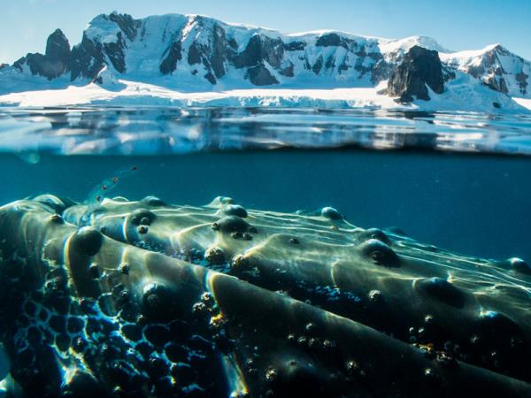 Antarctica small ship cruises