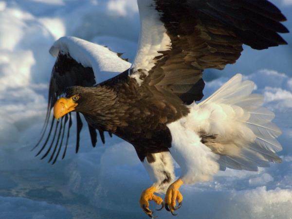Winter wildlife photography tour in Japan