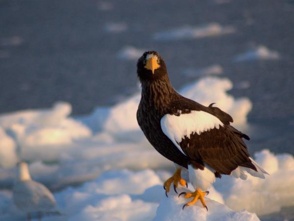 Winter wildlife photography tour in Japan