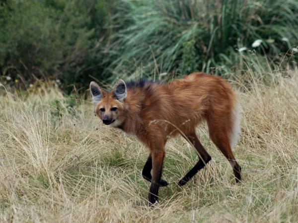 Maned wolf watching vacation in Brazil