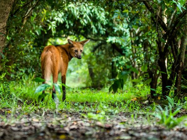 Maned wolf watching vacation in Brazil