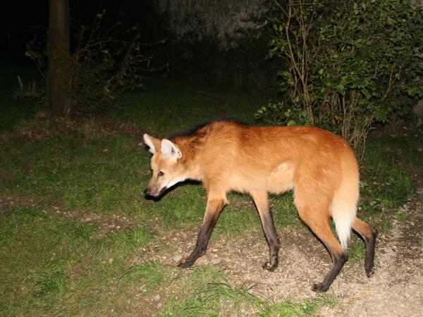 Maned wolf watching vacation in Brazil