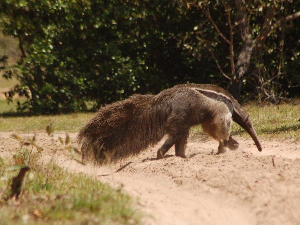 Maned wolf watching vacation in Brazil