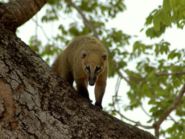 Maned wolf watching vacation in Brazil