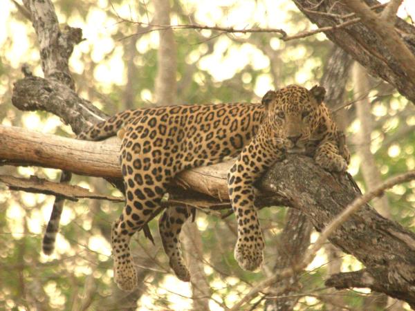 Satpura tiger and sloth bear watching vacation, India