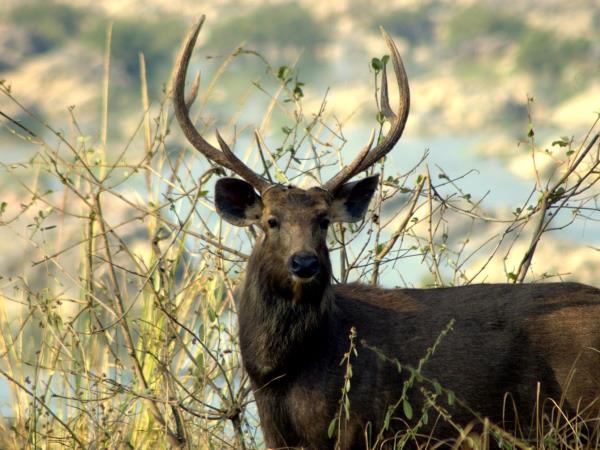 Satpura tiger and sloth bear watching vacation, India