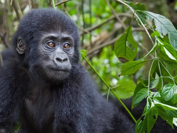 Mountain Gorilla photography vacation in Uganda