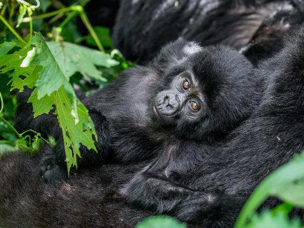 Mountain Gorilla photography vacation in Uganda
