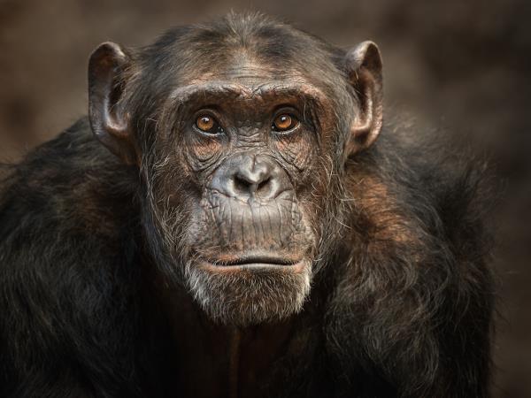 Mountain Gorilla photography vacation in Uganda