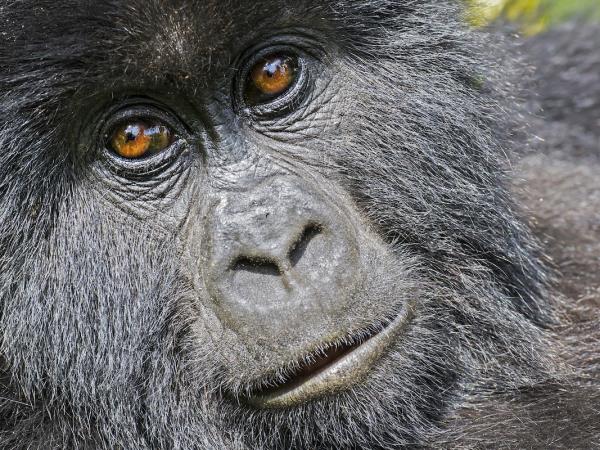 Mountain Gorilla photography vacation in Uganda