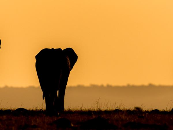 Mountain Gorilla photography vacation in Uganda