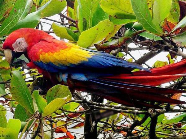 Tailor made Costa Rica wildlife vacation