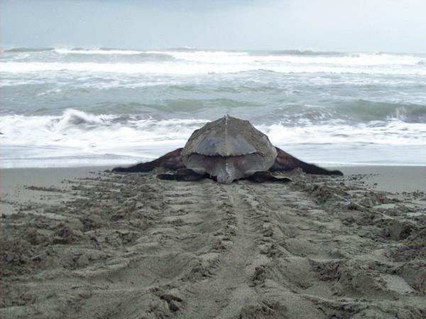 Costa Rica conservation tour, tailormade