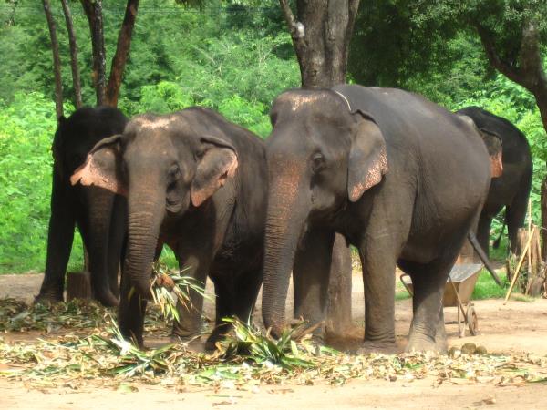 Thailand family adventure vacation