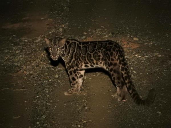 Clouded Leopards and rare mammals in Borneo tour