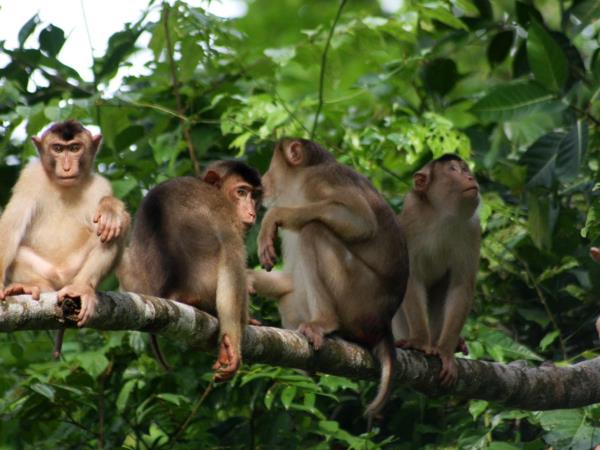 Clouded Leopards and rare mammals in Borneo tour
