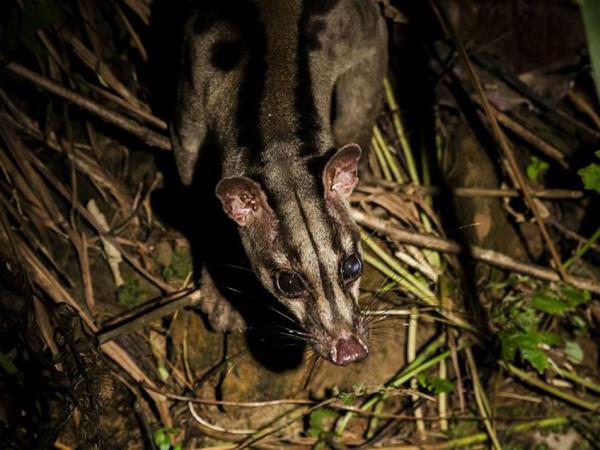 Clouded Leopards and rare mammals in Borneo tour